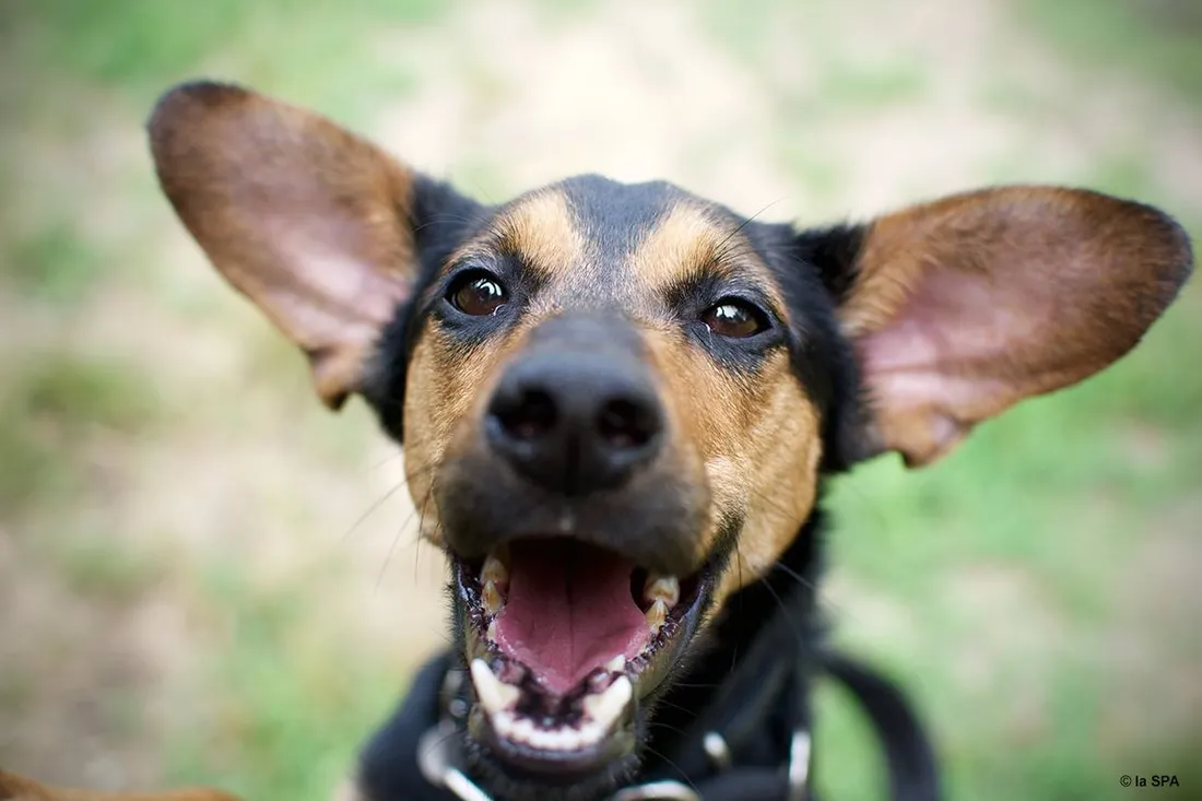 EVASION