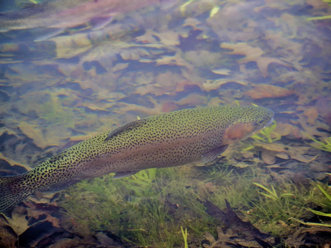 🔊 La truite samedi, avant le brochet fin avril !