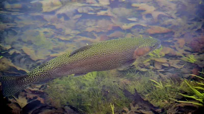 🔊 La truite samedi, avant le brochet fin avril !
