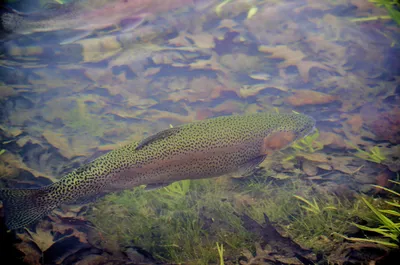 🔊 La truite samedi, avant le brochet fin avril !