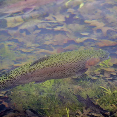 🔊 La truite samedi, avant le brochet fin avril !
