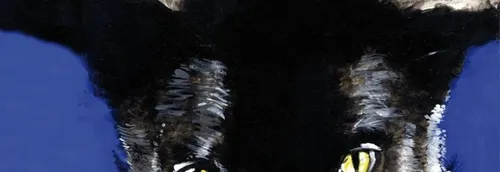 Mona FM vous offre le livre "Elie Owl l'Animalter"