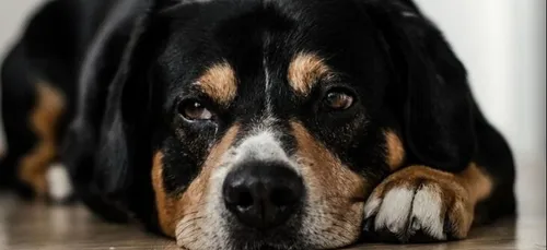 Dunkerque: Trois filles volent un chien et le jettent par une fenêtre