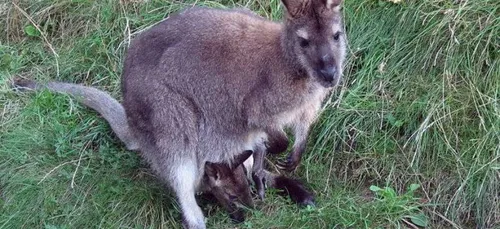 Un wallaby récupéré hier par les pompiers