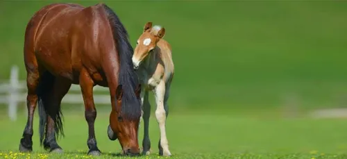 Une jument subirait régulièrement des agressions sexuelles depuis...