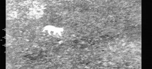 Recherches en cours pour retrouver un « grand félin » en balade à...