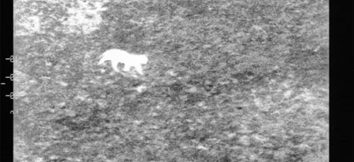 Chasse au félin dans le Pas de Calais : la fondation Brigitte...