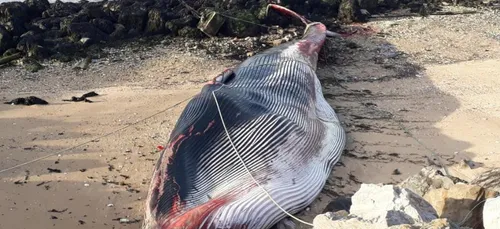 Un cétacé échoué à Calais