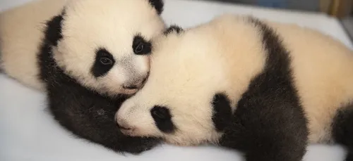 On connaîtra aujourd'hui les prénoms des bébés pandas
