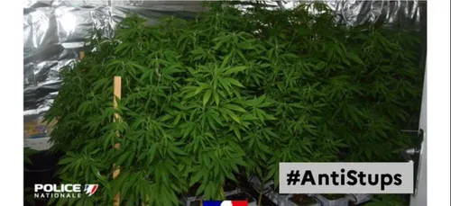 Nouveau démantèlement d'un trafic de stup dans le Nord