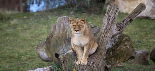 Une lionne testée positive au coronavirus à Pairi Daiza