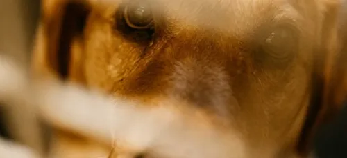 Le bilan de la SPA en 2021