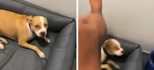 Un rappeur condamné à 6000 euros d'amende