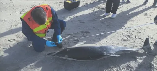 Un dauphin retrouvé mort dans le Pas de Calais