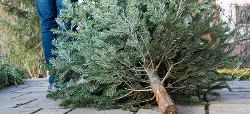 Voici les points de collecte des sapins de Noël à Lille