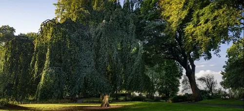 L'Hêtre de Cassel en lice pour devenir l'arbre de l'année européen