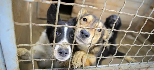 Plusieurs centaines d'animaux saisis dans le Nord