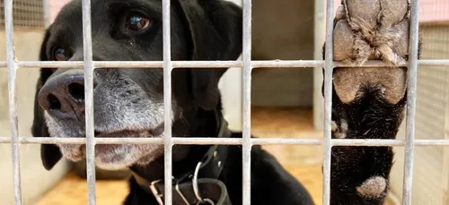 Les SPA ouvrent leurs portes ce week end !