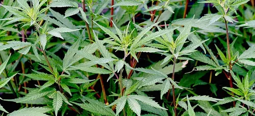 Nouvelle opération anti stup, dans le Nord