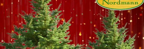 Votre sapin Nordmann