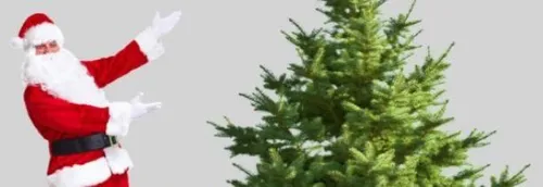 Gagnez votre SAPIN NORDMANN