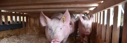 Chine : Un nouveau virus découvert de la grippe porcine qui...