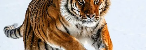 Une gardienne d'animaux du zoo de Zurich a été attaquée par un...