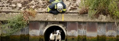2 chiens sauvés d'un conduit d'évacuation d'eau par les pompiers du...