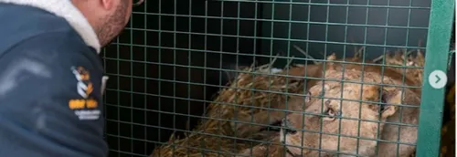 Victimes de mauvais traitements, 4 lionnes ont été retirées d'un...