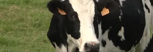 Une vache retrouvée morte et amputée de l'épaule dans les...