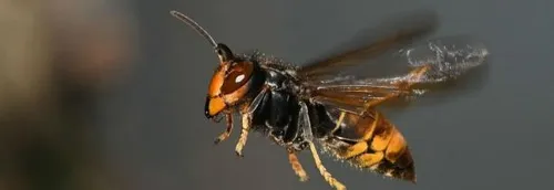 Un homme tué par une attaque de frelons asiatiques en Charente