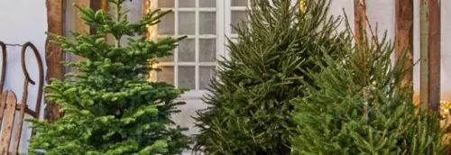 Vous allez pouvoir acheter votre sapin dès ce week end !