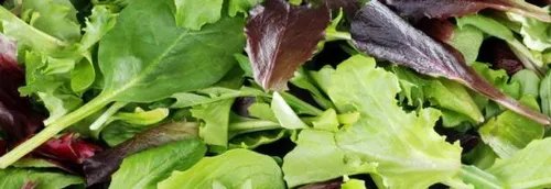 Rappel de produit sur des salades en sachet Auchan et Bonduelle...