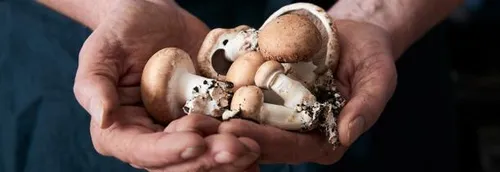 La "Ferme de la Gontière" à Comines recrute des cueilleurs de...