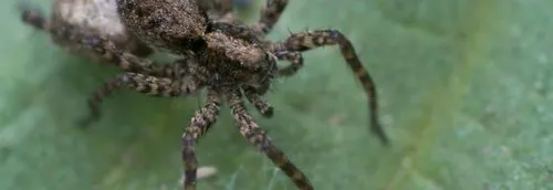 Australie : Des milliers d'araignée fuient les inondations [VIDÉO]
