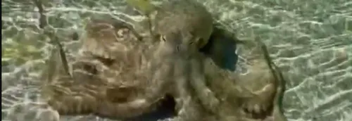 Un homme attaqué au cou par une pieuvre [VIDÉO]