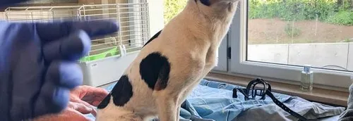 Des douaniers découvrent une chienne et quinze chiots en état de...