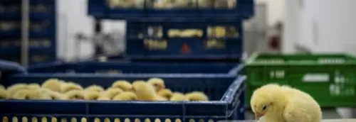 La fin du broyage des poussins dès l’année prochaine annonce du...
