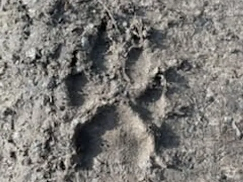 EURE-ET-LOIR – Trois loups observés au Mesnil-Simon : Une Première...