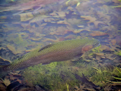 🔊 La truite samedi, avant le brochet fin avril !
