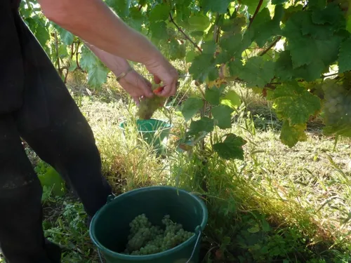 Vendanges : les vignerons recherchent encore de la main d'œuvre