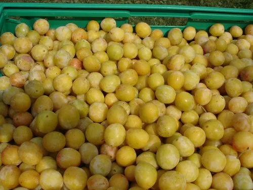 Lorraine : coup d'envoi de la cueillette de la mirabelle