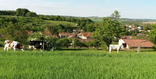 Vosges : une marche solidaire en soutien à la lutte contre le...