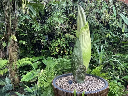 Nancy : le "Phallus de Titan", la plus grande fleur du monde,...