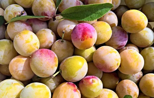 Lorraine : la météo capricieuse, de bon augure pour la récolte de...