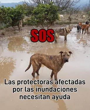 VOSGES : Une collecte s'organise pour aider les refuges animaliers...