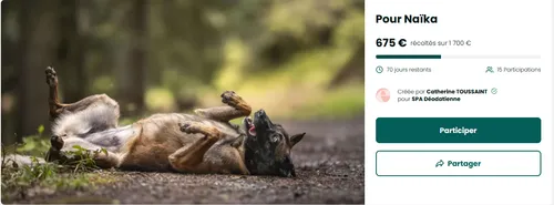 Saint-Dié : Une cagnotte pour sauver Naïka à la SPA Déodatienne