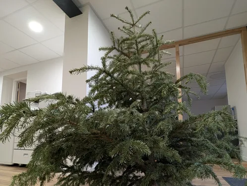 Recylez votre sapin jusqu'au 30 janvier en Lorraine
