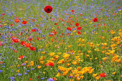 Fleurs de Ville 2025 : Épinal invite ses habitants à fleurir la...