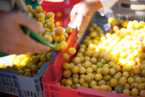 La Lorraine, poumon économique des mirabelles : la saison 2025...